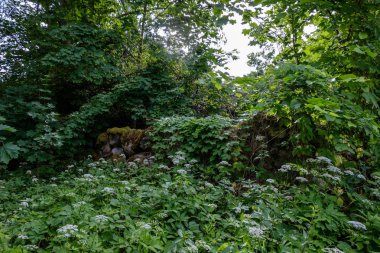 arka planlar ve dokuları tarafsız doku için hafif yaz aylarında derin yeşil yeşillik