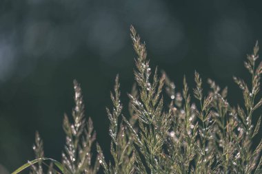 Yaz bitkiler ve bents tarihinde akşam güneşin altında arka plan bulanıklık. Yeşillik dokulu deseni 