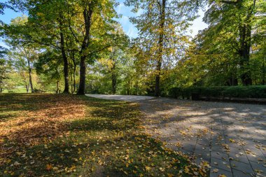 yapraklar ve ağaçlar etrafında ile perspektif içinde basit kırsal orman yolu