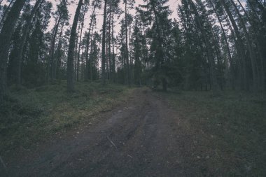 temiz çam ağacı orman çamur ve yeşil yaprakları ile toprak yol. koyu renkler - retro vintage bak