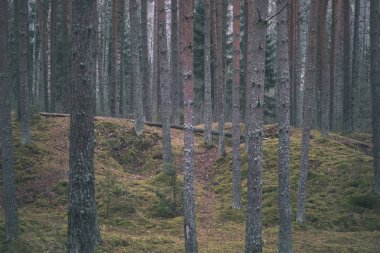 Ladin ve çam ağacı ve yeşil yaprakları ile karanlık sonbahar foorest. geç sonbahar günü - vintage bir retro görünüm