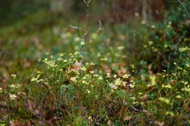karanlık yapraklar sonbaharda orman katta. çam ağacı orman ağaçları moss ile