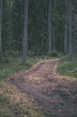 temiz çam ağacı orman çamur ve yeşil yaprakları ile toprak yol. koyu renkler - retro vintage bak