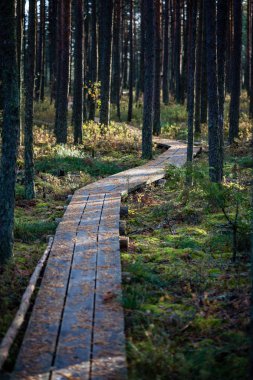 eski ahşap tahta boardwalk iz sonbahar renkli doğada su yakın bataklık alanda