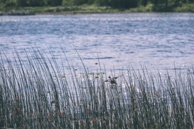 temiz su ve su çimen, bents ve yeşil yeşillik forest - vintage bir retro görünüm yakınındaki göl kenarında sakin yaz günü göster