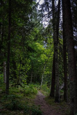 Boş toprak yol çam ağacı orman 