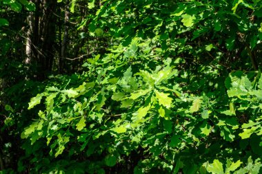 sert gölgeler ve orman parlak gün ışığında yaz yeşil yeşillik