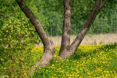 tek büyük büyük ağaç büyük gövde ve yapraklar çevresinde doğa ortamında izole