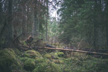 Sonbahar Orman yağmur ıslak yapraklar ve sığ derinlik-in tarla ile sonra. mat yeşil renkler - retro vintage bak
