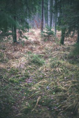 Sonbahar Orman yağmur ıslak yapraklar ve sığ derinlik-in tarla ile sonra. mat yeşil renkler - retro vintage bak