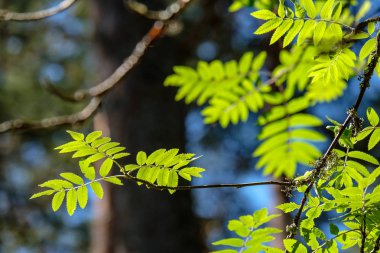 Güneş ışığı ile yeşil yeşillik, yakın çekim