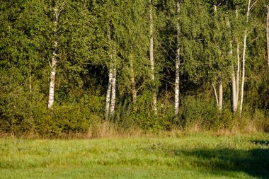 güzel huş ağacı ağaç gövdeleri, dalları ve yaprakları doğal ortamda. karışık mevsim yaz sonbahar bahar resimleri
