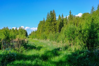 güzel yeşil çayır yakınındaki ormanda sıcak yaz günü yaz çiçek ile. yeşillik doku 