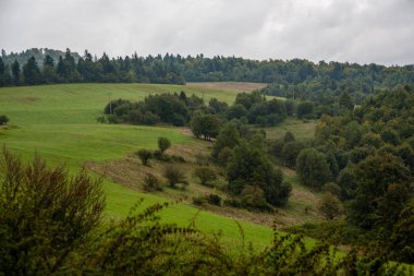 Sonbahar ile ormanları sisli gün Slovakya tatra Dağları'nda. ıslak gün