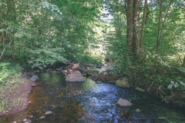 temiz su ve su çimen, bents ve yeşil yeşillik forest yakınındaki göl kenarında sakin yaz günü göster