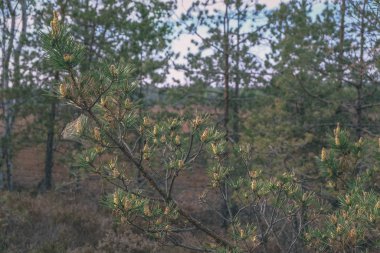 Alan Manzaralı yalnız çam ağaçları ve yeşil yaz yeşillik çevresi - vintage bir retro görünüm çim alanları ile bataklık
