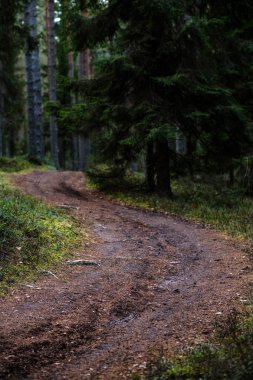 temiz çam ağacı orman çamur ve yeşil yaprakları ile toprak yol. koyu renkler
