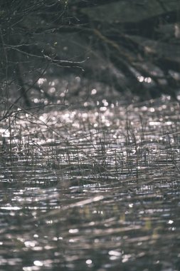 göl kıyısı ile su ulaşan ve inç küçük dalgalar halinde ön - vintage bir retro görünüm batan braches ile yeşil yaz ayrı ağaçlarda