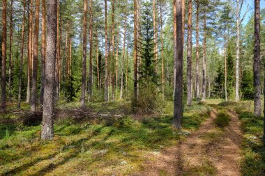 herdem yeşil orman Ladin ve çam ağacı dalları altında. Mayo ve boş yere ile düşük ışık ayrıntıları
