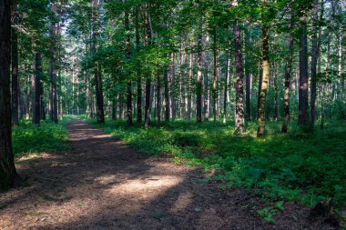 yapraklar ve ağaçlar etrafında ile perspektif içinde basit kırsal orman yolu
