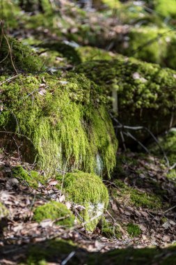 Büyük granit kaya diğerinden izole doğa ortamında tek