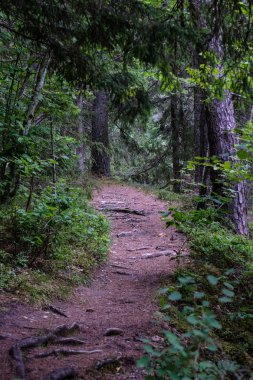Toprak yol çam ağacı ormandaki görünümünü 