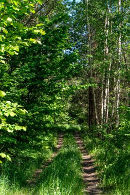 sert gölgeler ve orman parlak gün ışığında yaz yeşil yeşillik
