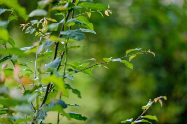 arka planlar ve dokuları tarafsız doku için hafif yaz aylarında derin yeşil yeşillik