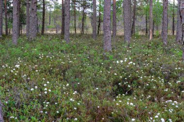 Alan Manzaralı yalnız çam ağaçları ve yaz yeşil yeşillik çevre çim alanları ile bataklık