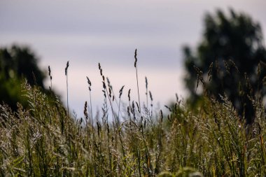 Yaz bitkiler ve bents tarihinde akşam güneşin altında arka plan bulanıklık. Yeşillik dokulu deseni