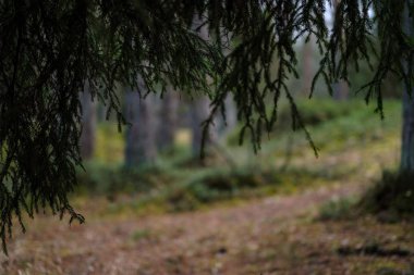 temiz çam ağacı orman çamur ve yeşil yaprakları ile toprak yol. koyu renkler