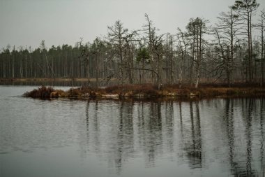 Manzaralı kuru çam ağaçları, su ve ilk kar yeşil çimenlerin üzerinde yansımaları ile bataklık. donuk akşam yıldırım