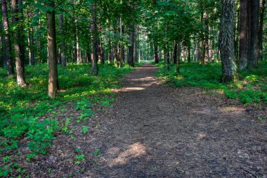 yapraklar ve ağaçlar etrafında ile perspektif içinde basit kırsal orman yolu