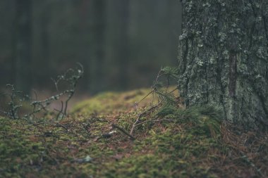 Ladin ve çam ağacı ve yeşil yaprakları ile karanlık sonbahar orman.