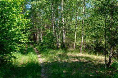 sert gölgeler ve orman parlak gün ışığında yaz yeşil yeşillik