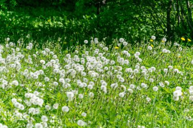 Karahindiba kabartmak ile lots-in güneş ışığı yaz yeşil çayır