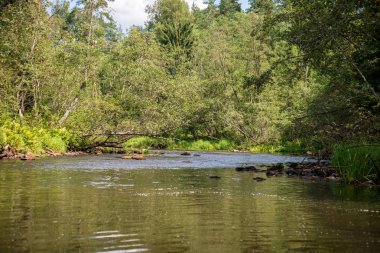 nehir, Amata Letonya yaz sabahı kumtaşı kayalıklarla, yeşil yaprakları ile su akışı