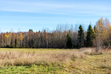erken ilkbaharda ağaçlar ıslak boş ormanda bırakır. çıplak doğa sahne