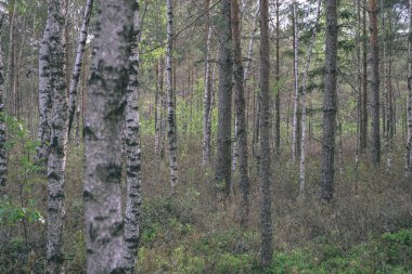 Alan Manzaralı yalnız çam ağaçları ve yaz yeşil yeşillik çevre çim alanları ile bataklık