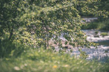 temiz su ve su çimen, bents ve yeşil yeşillik forest yakınındaki göl kenarında sakin yaz günü göster