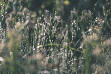 sert gölgeler ve orman - vintage bir retro görünüm parlak gün ışığında yaz yeşil yeşillik