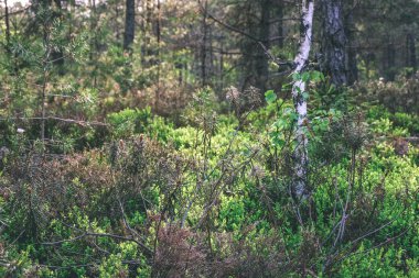Alan Manzaralı yalnız çam ağaçları ve yeşil yaz yeşillik çevresi - vintage bir retro görünüm çim alanları ile bataklık