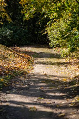 yapraklar ve ağaçlar etrafında ile perspektif içinde basit kırsal orman yolu
