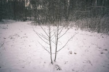 Kışın kar yüksek düzeyde ile geç akşam gün batımından önce - vintage bir retro görünüm, vahşi orman
