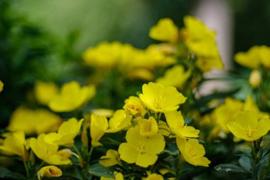 kırsal Bahçe çiçek üzerinde arka plan ve yeşil yapraklar yaz aylarında bulanıklık