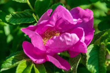 kırsal Bahçe çiçek üzerinde arka plan ve yeşil yapraklar yaz aylarında bulanıklık