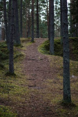 temiz çam ağacı orman çamur ve yeşil yaprakları ile toprak yol. koyu renkler