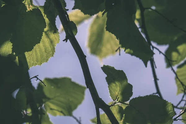 Folhas Folhagem Verde Fresco Luz Manhã Contra Fundo Borrão Céu — Fotografia de Stock