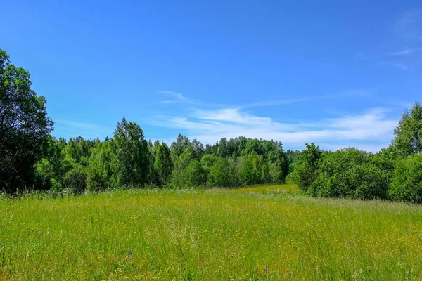 Mooie Groene Weide Met Zomerbloemen Buurt Van Bos Een Warme — Stockfoto