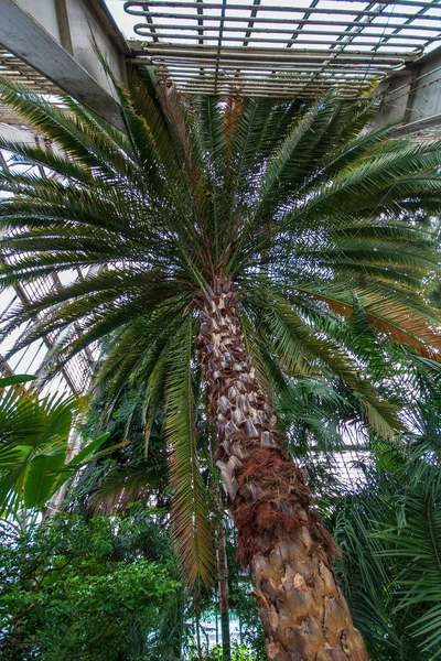 Één Geïsoleerde Grote Grote Boom Natuur Omgeving Met Grote Kofferbak — Stockfoto